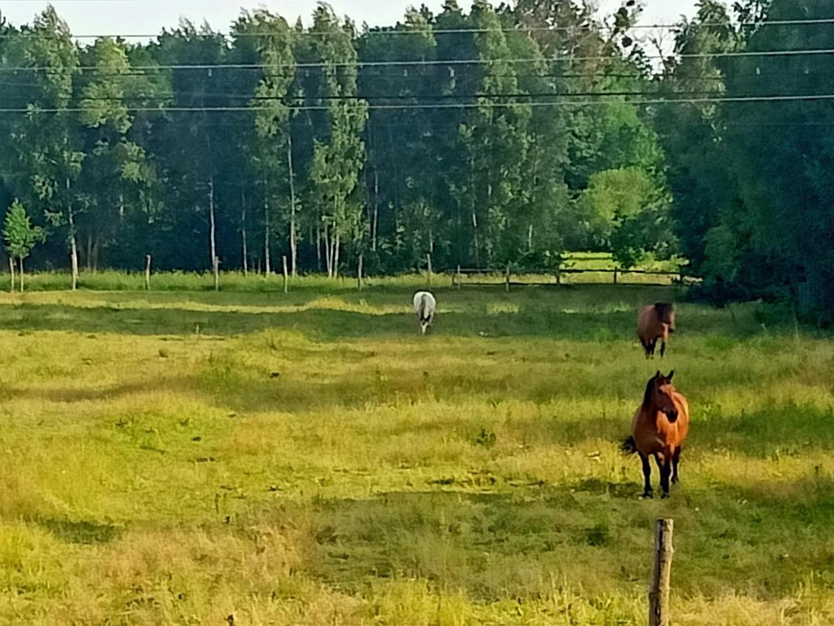 Sosnowa Polana Białowieża Eksteriør bilde